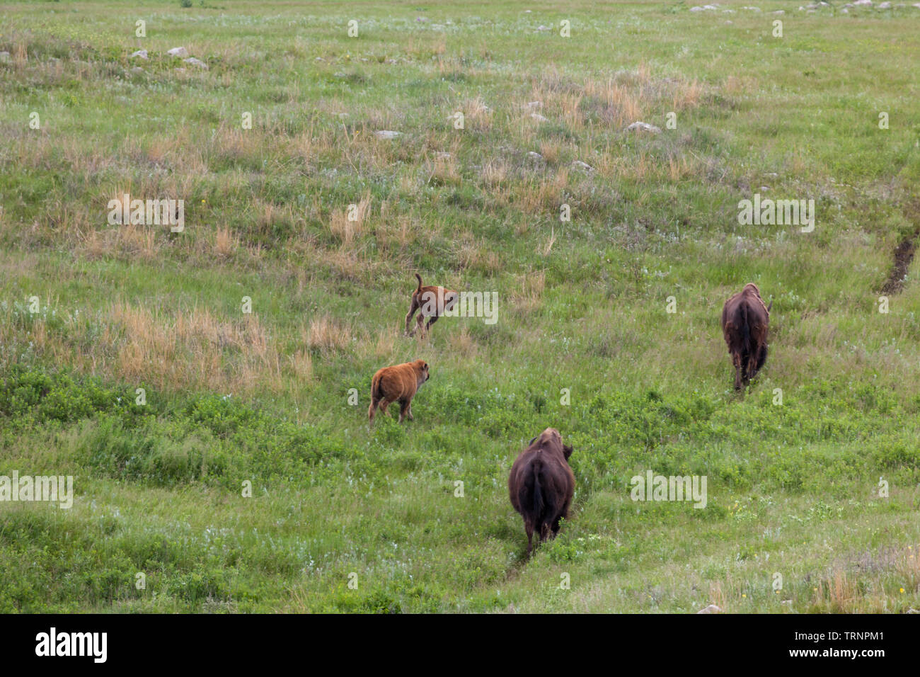 Due baby bison scherzosamente corrono attraverso gli alti prairie erba come le loro madri vigile a piedi lungo una ben indossati percorso. Foto Stock