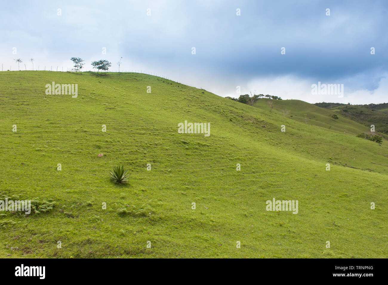 sfondo desktop, erba di collina o prato verde Foto Stock