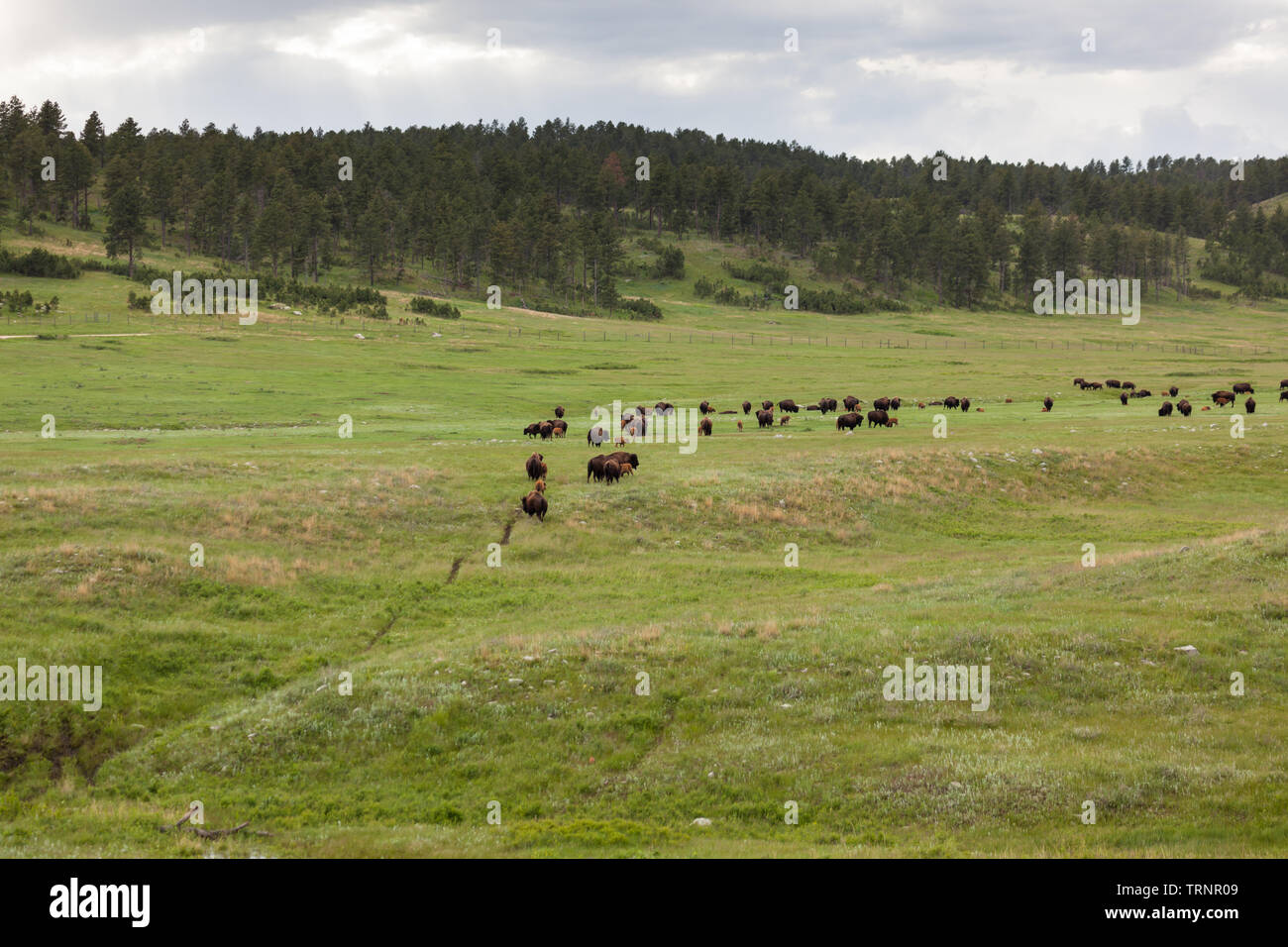 Una mandria di bisonti famiglie a piedi su un ben indossati percorso attraverso la prateria verde erba nel Custer State Park, Sud Dakota. Foto Stock