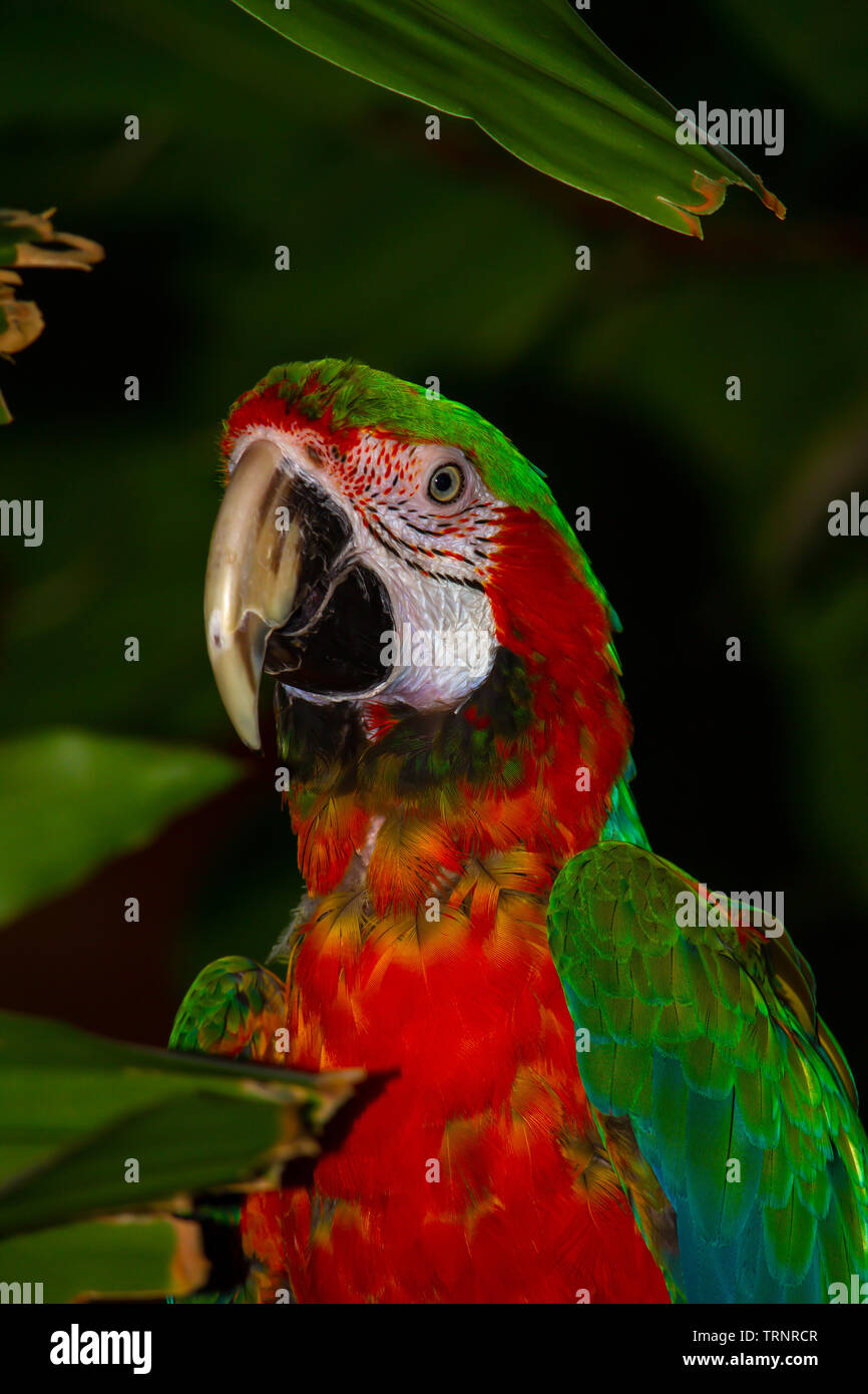 Bel rosso e verde Macaw Foto Stock