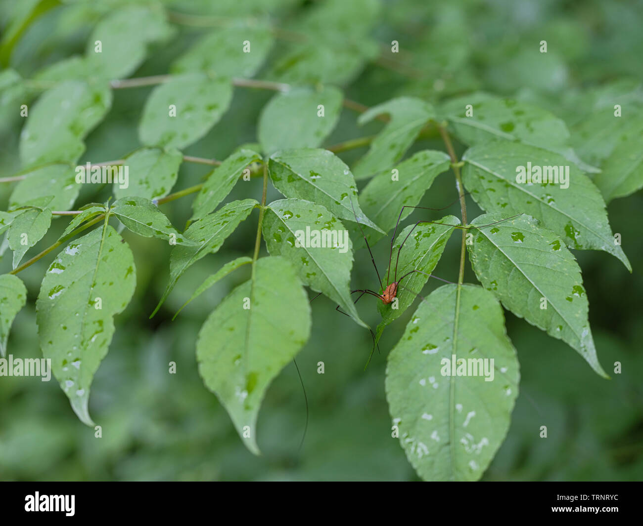 Orange Daddy Longlegs su foglie verdi dopo la pioggia. Foto Stock