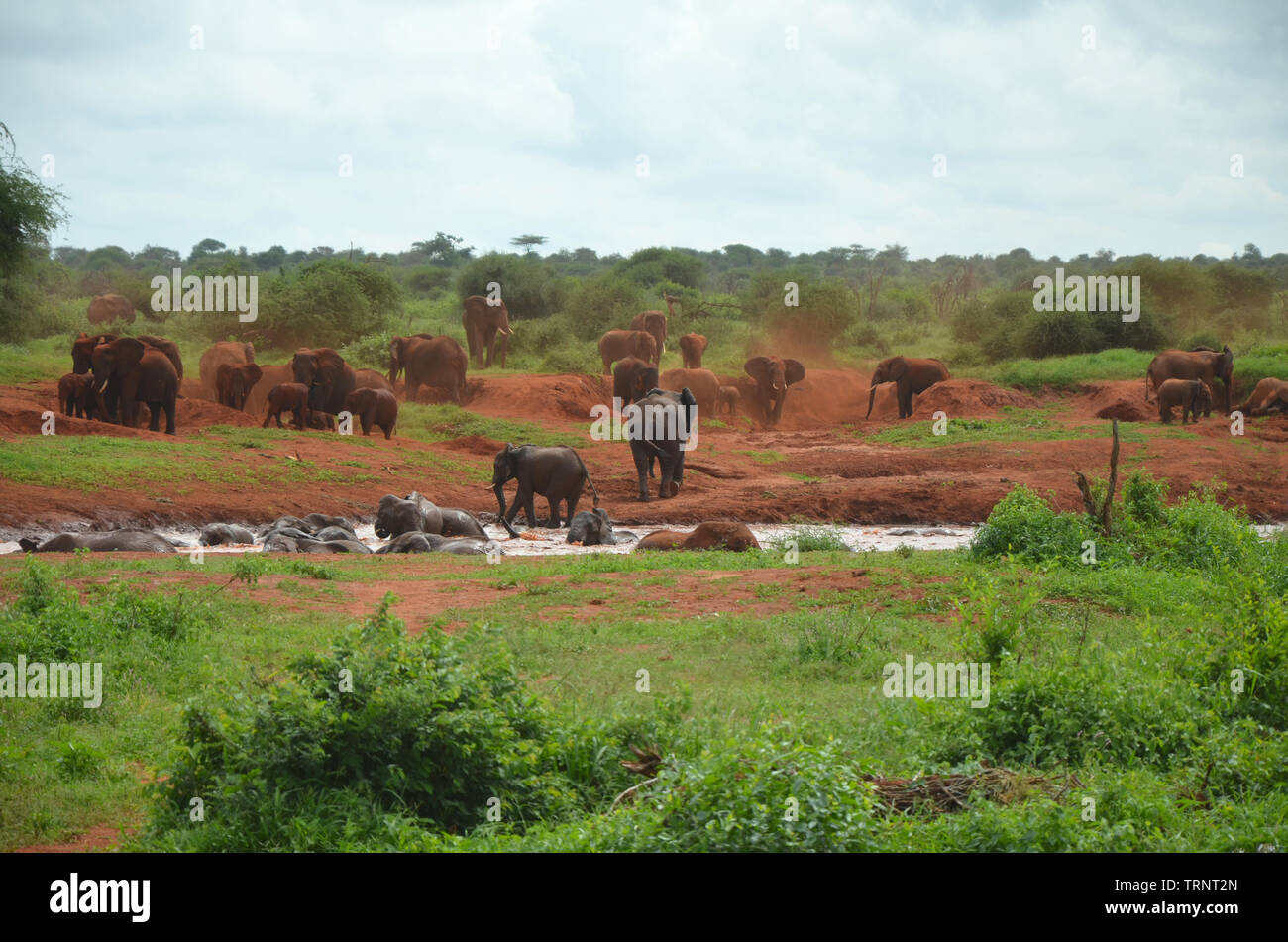 Red Elefant mandria avente vasca da bagno in acqua il foro nel Tsavo ovest del Kenya Safari in Africa Foto Stock