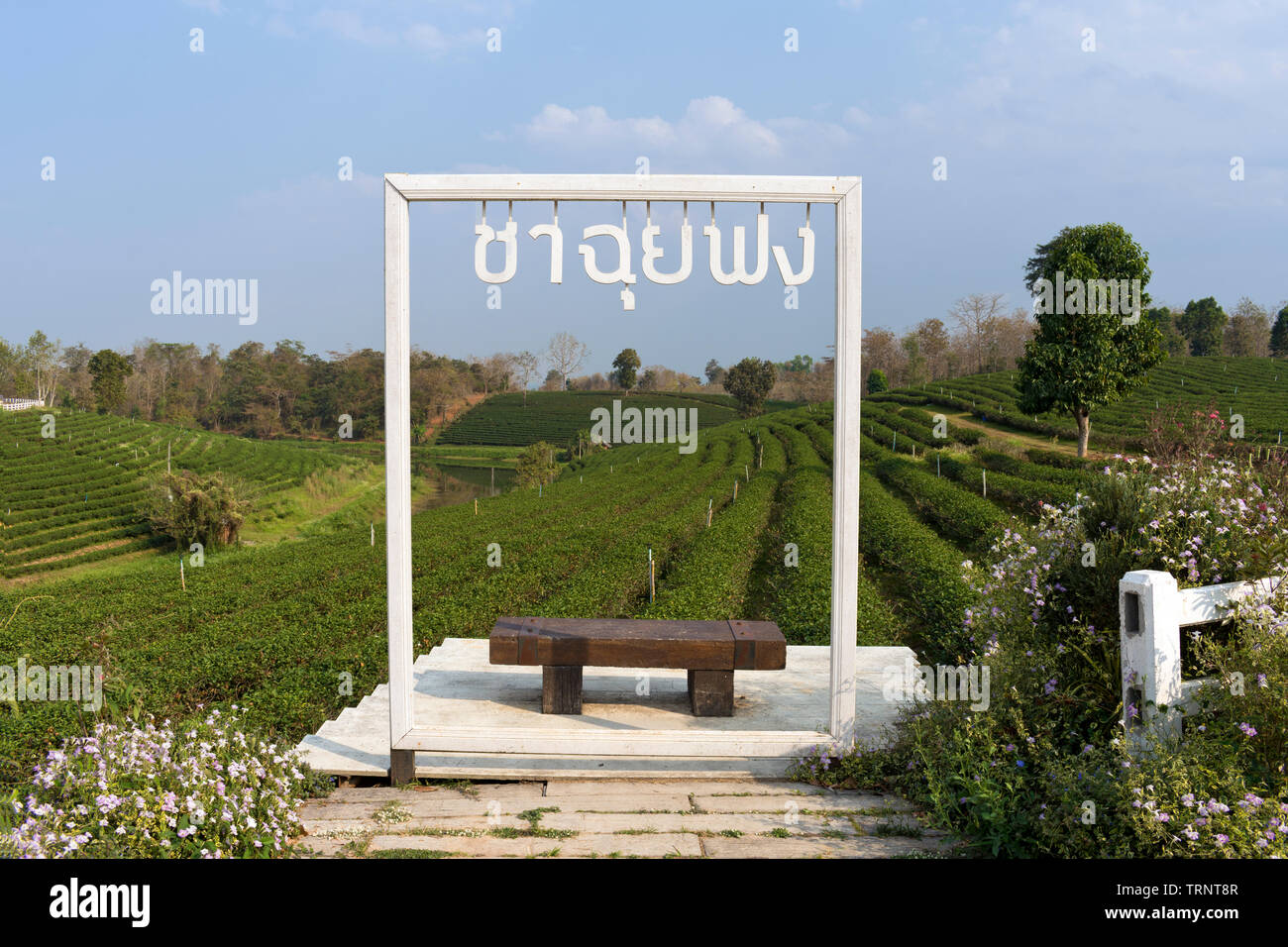 Viewpoint a Choui Fong la piantagione di tè, Chiang Rai, a nord della Thailandia Foto Stock