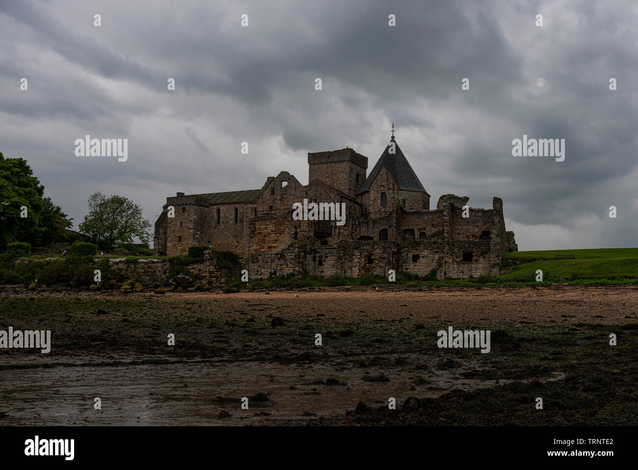 Sabato 8 Giugno 2019: Inchcolm Isola del Firth of Forth, Scozia. Foto Stock