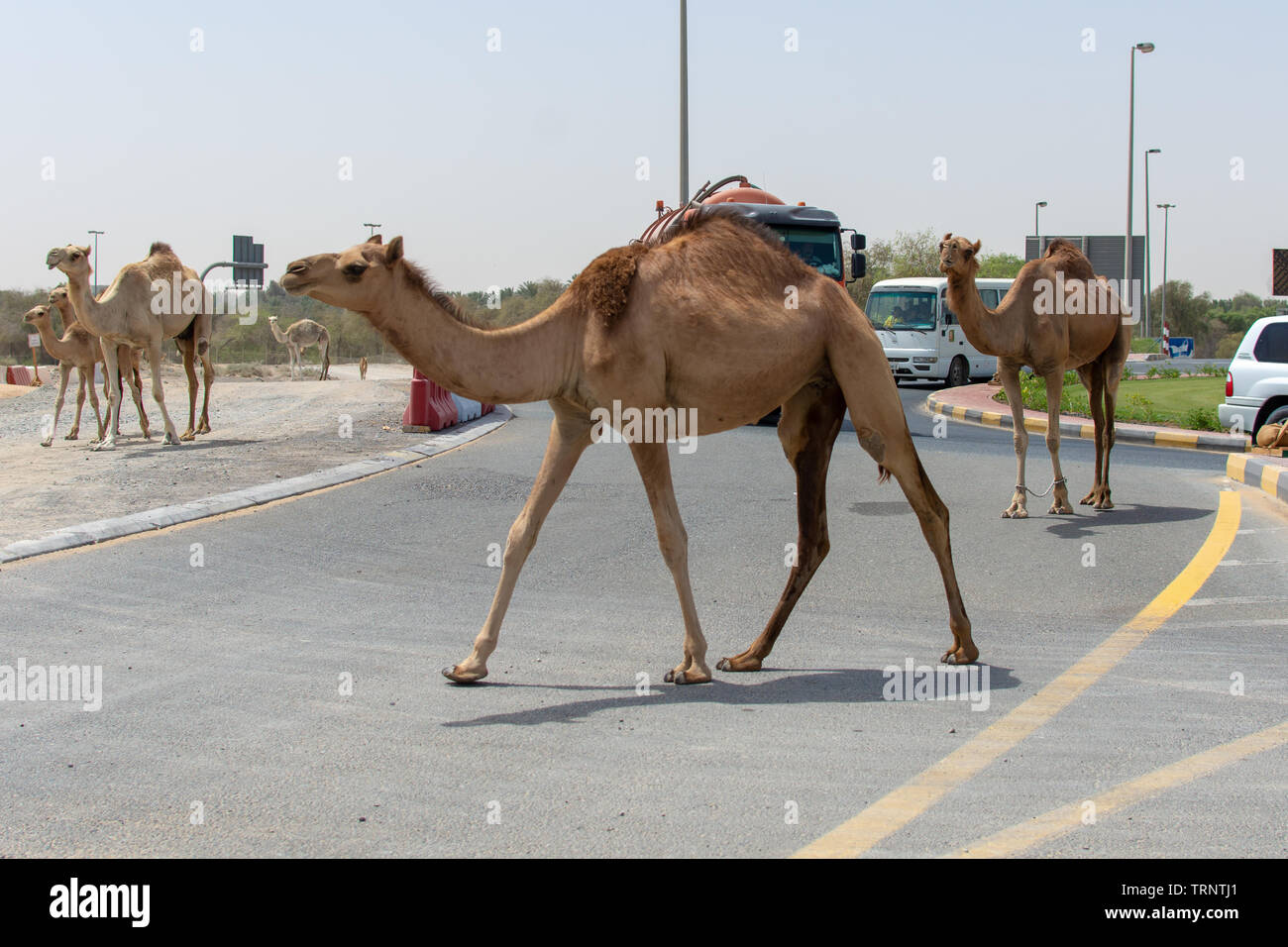 'Sharjah, Sharjah/Emirati Arabi Uniti - 6/14/2018: un gruppo di cammelli cross Medio Orientale mentre su strada vetture attendere intorno alla rotonda". Foto Stock