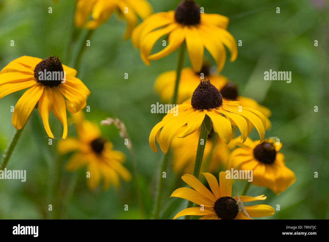 Giallo sole Coneflower fiori (Rudbeckia hirta) contrastato con uno sfondo verde sotto il sole estivo. Foto Stock
