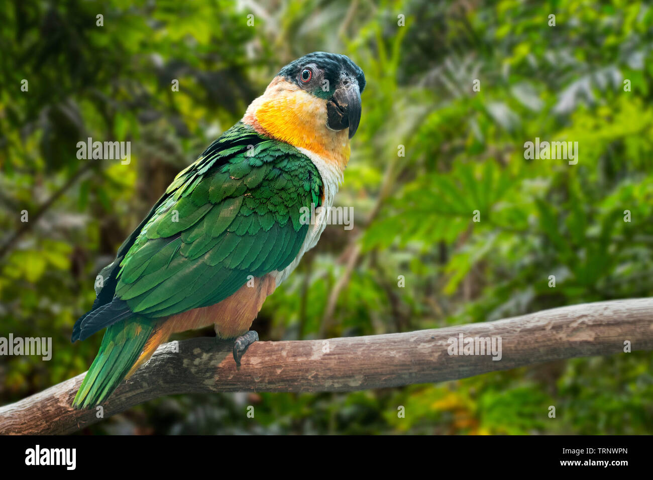 A testa nera / pappagallo a testa nera caicco / nero-capped parrot (Pionites melanocephalus) arroccato nella struttura ad albero nella foresta pluviale, originario del Sud America Foto Stock