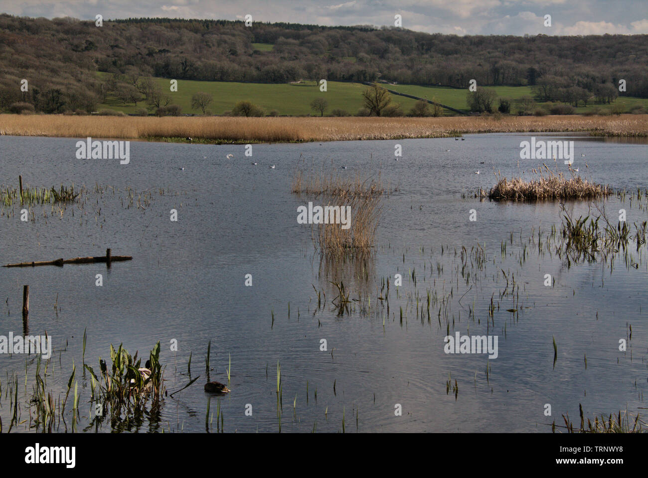 Una vista di Leighton Moss Riserva Naturale Foto Stock