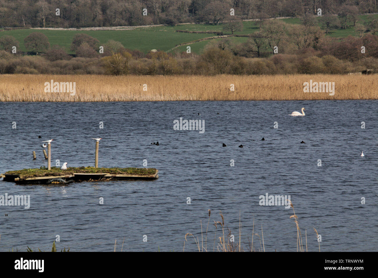 Una vista di Leighton Moss Riserva Naturale Foto Stock