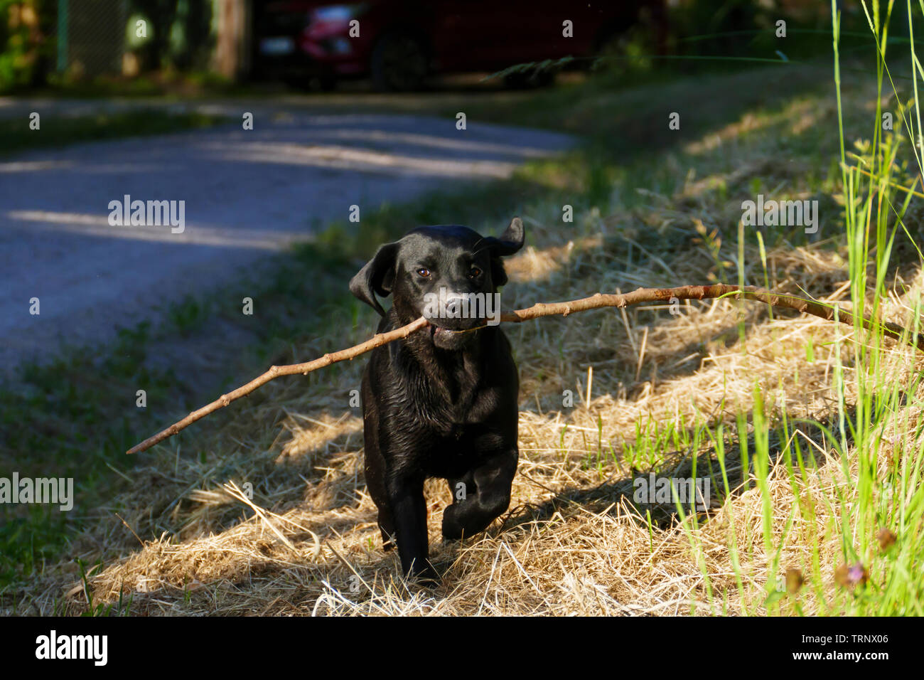 Junger Labrador Hund rennt auf einer Wiese Mit einem langen Stock im Maul Foto Stock