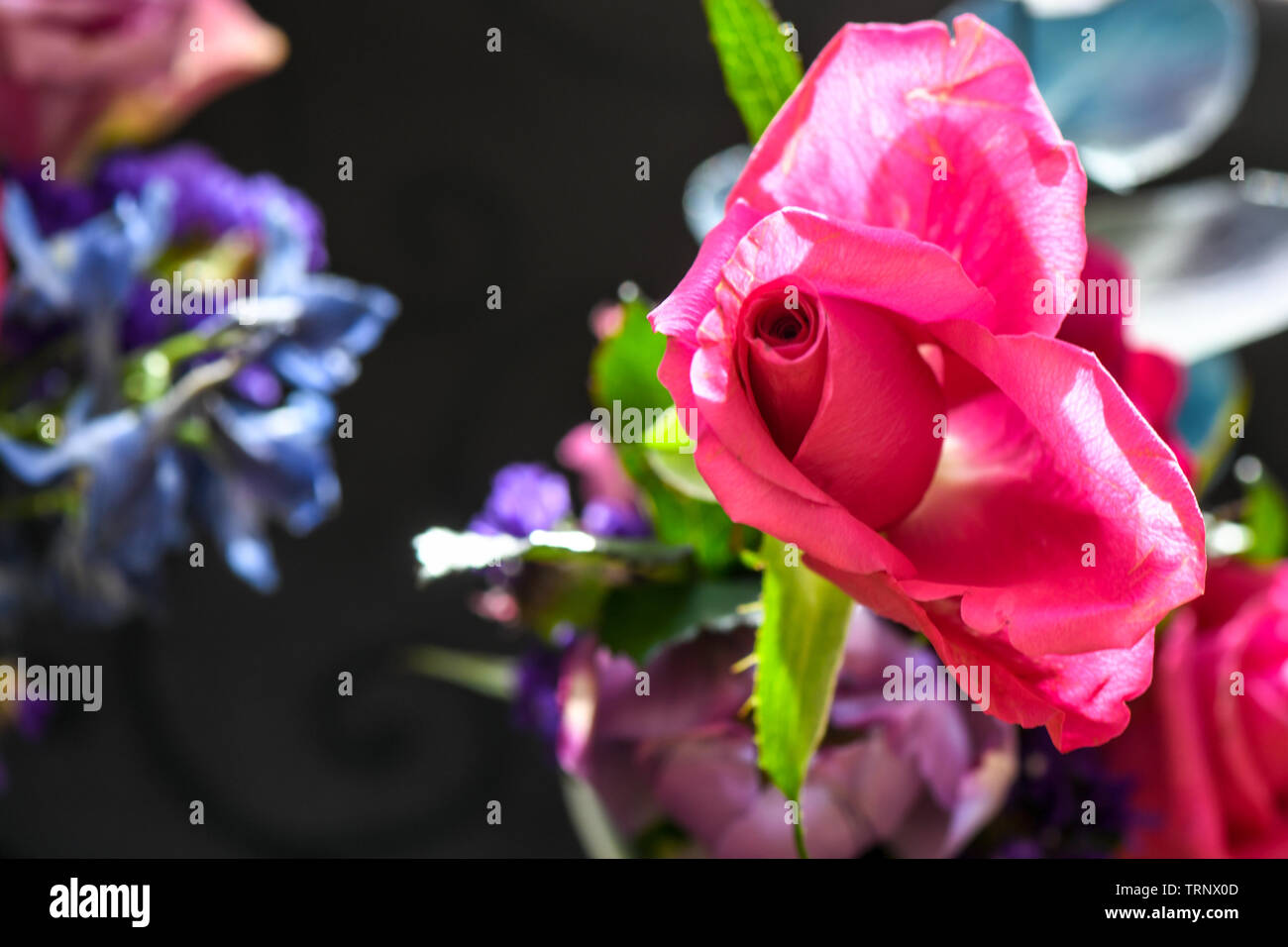 Una veduta aerea di una disposizione interna di rose con incantevole fragranza, un tocco di colore in un vaso per display interni di abbellita con rosa e lilla Foto Stock