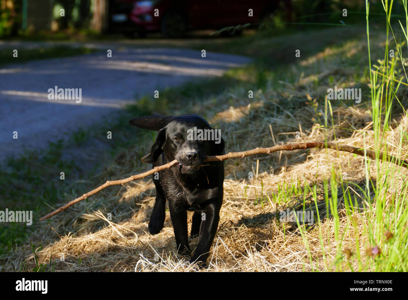 Junger Labrador Hund rennt auf einer Wiese Mit einem langen Stock im Maul Foto Stock