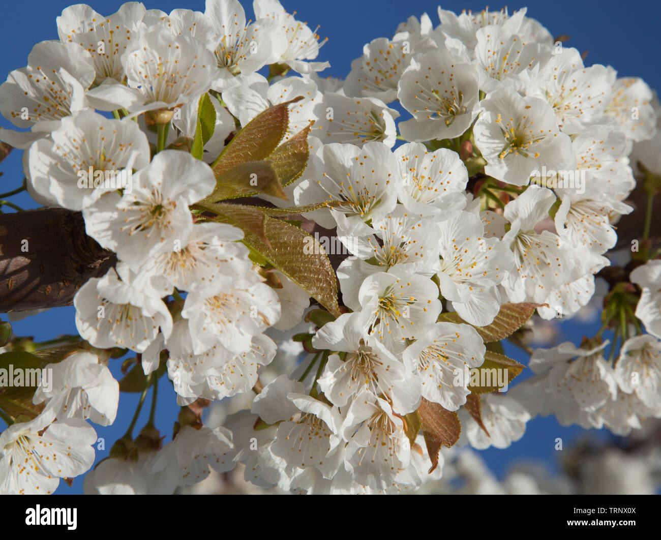 Fioritura mandorlo close-up Foto Stock