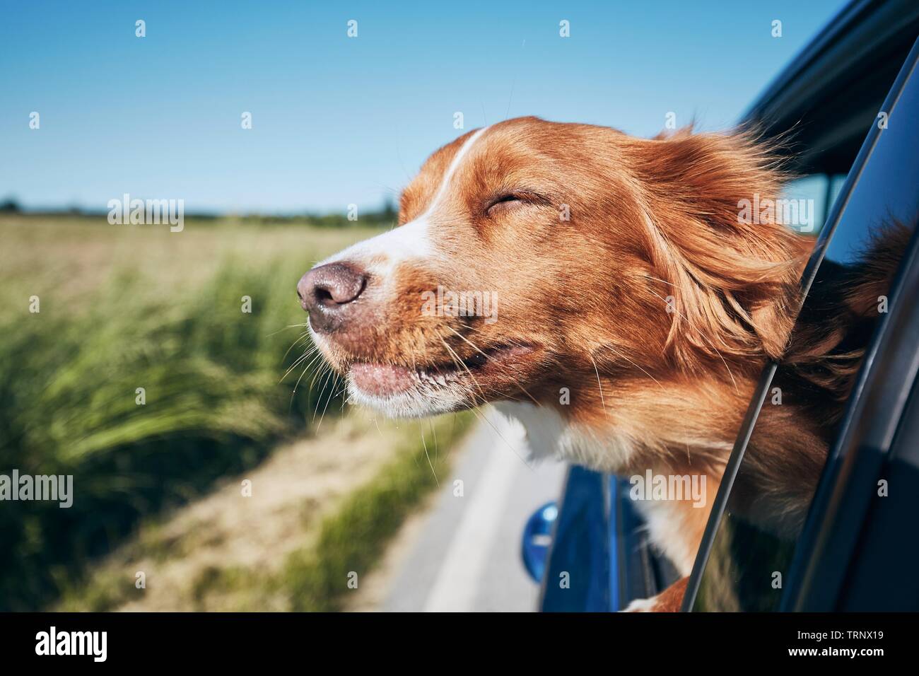 Cane viaggiare in auto. Nova Scotia Duck Tolling Retriever godendo di viaggio. Foto Stock