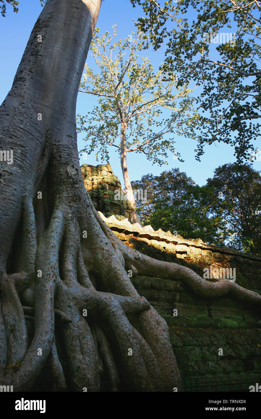 Radici di Tetrameles nudiflora invadere un muro del cortile interno, Ta Prohm, Angkor, Siem Reap, Cambogia Foto Stock