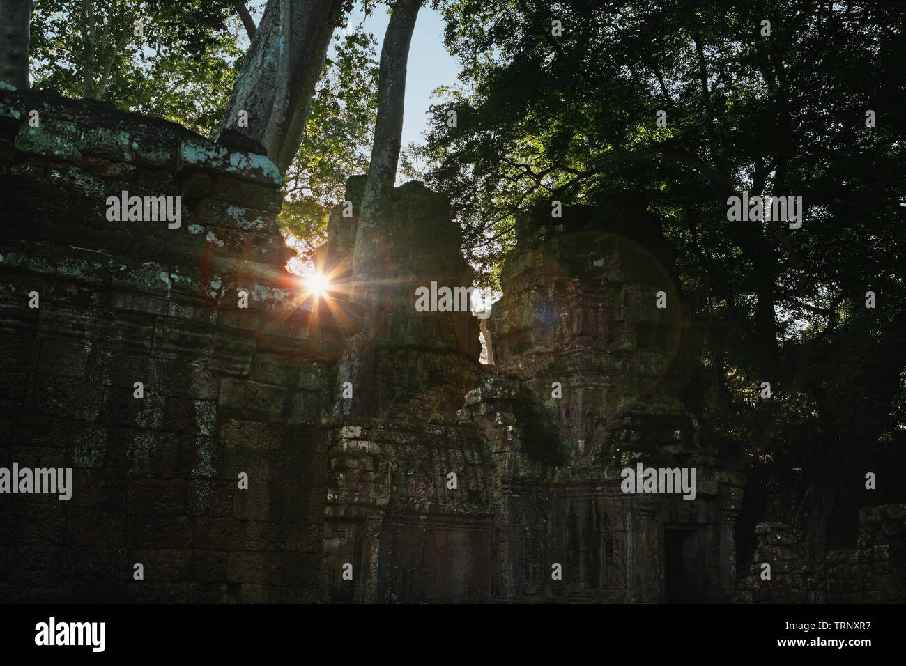 Sun coetanei nel terzo guscio in corrispondenza di mattina presto, Ta Prohm, Angkor, Siem Reap, Cambogia Foto Stock