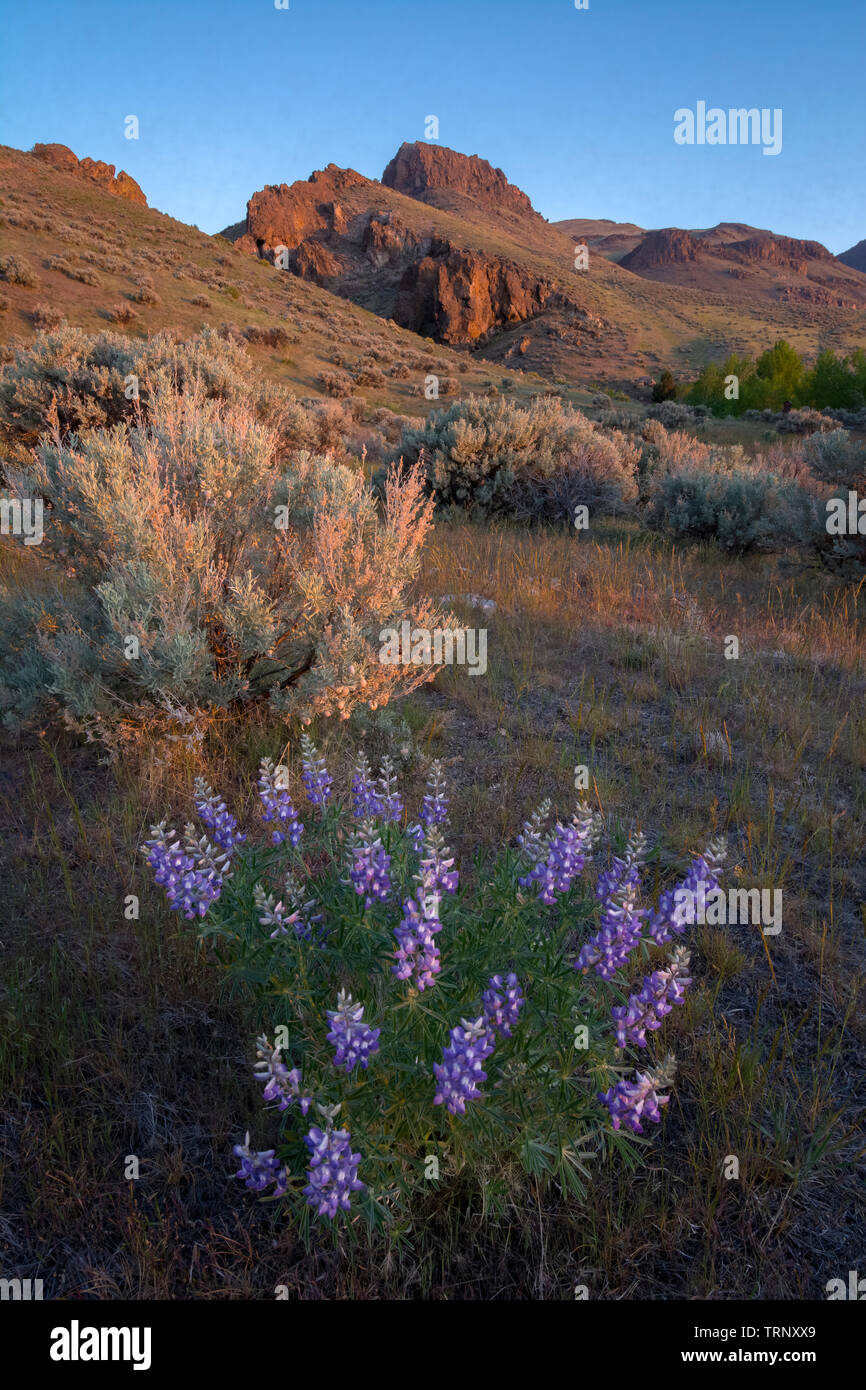Lupino luccio e roccia da Pike Creek Trail, Steens sulla montagna sopra il deserto Alvord nella parte orientale della Oregon. Foto Stock