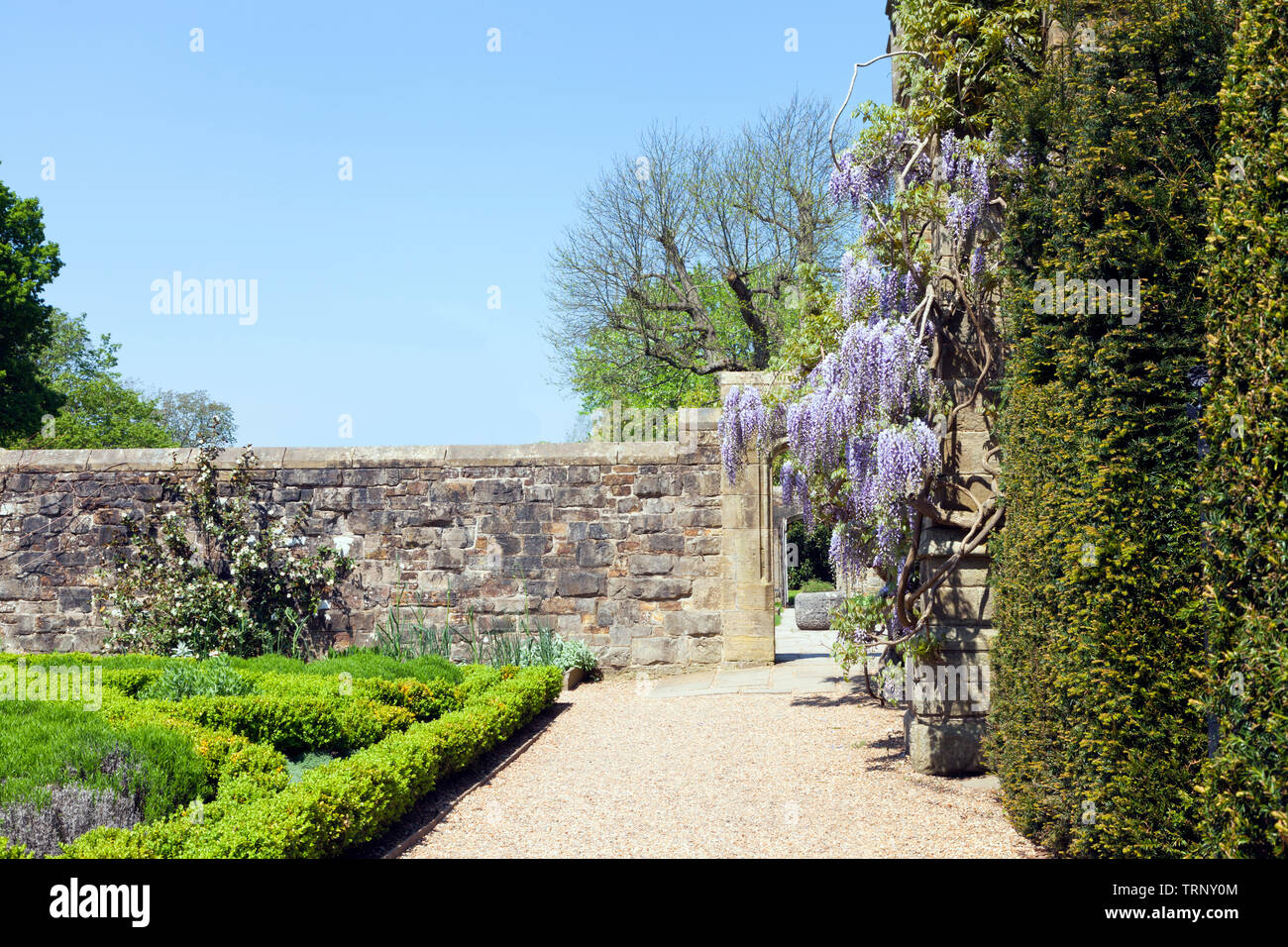 Giardino soleggiato con fioritura viola glicine su un muro di pietra e piccole rifilato hedge piante . Foto Stock
