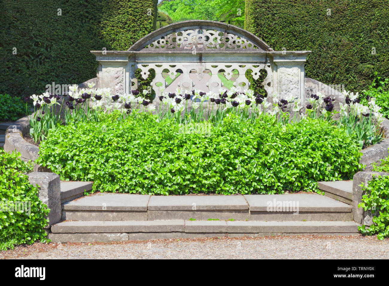 Grigio ornamentali scalone in pietra e balaustra contro la fioritura tulipani, rifilato siepe, entrando in un inglese il giardino formale . Foto Stock