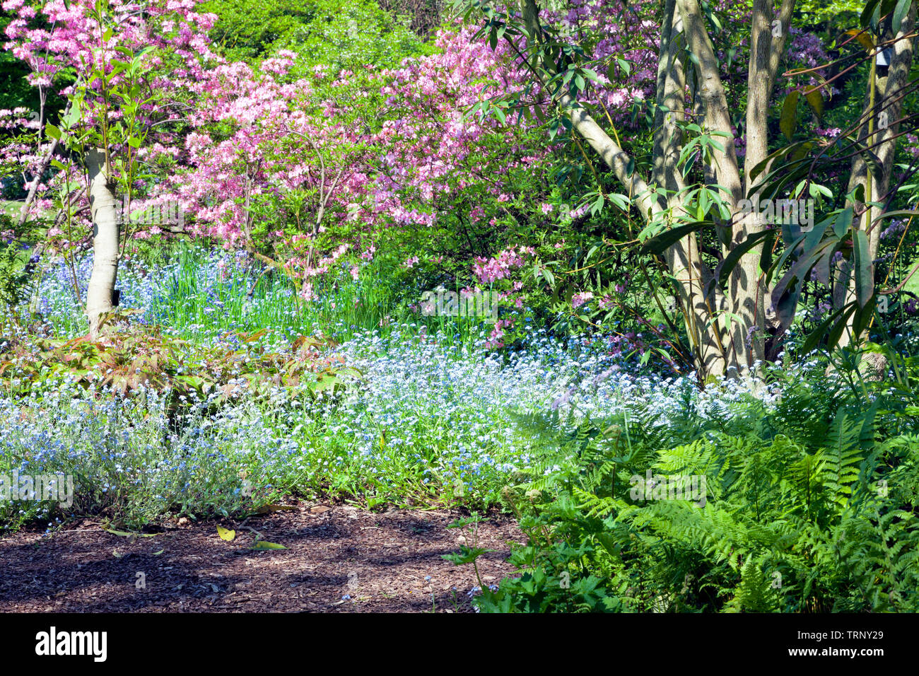 Rosa vibranti rododendri, Verde Felce, blue non ti scordar di me in fiore nel mezzo di un bosco country park, sud-est dell' Inghilterra . Foto Stock