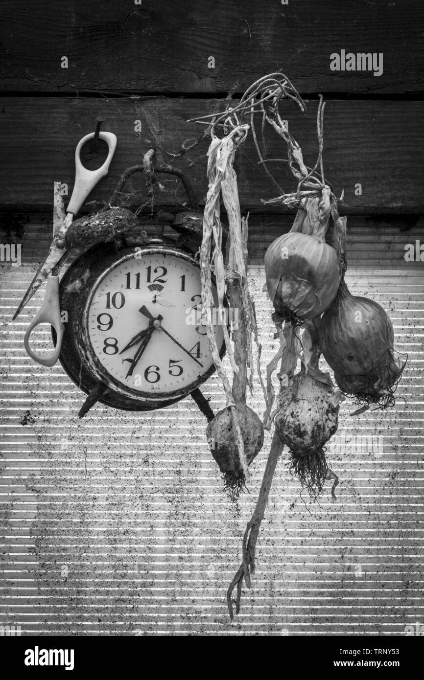 BW immagine di un vecchio orologio sveglia, forbici e cipolle secche e bulbi di aglio appesi in una Tettoia da giardino Foto Stock