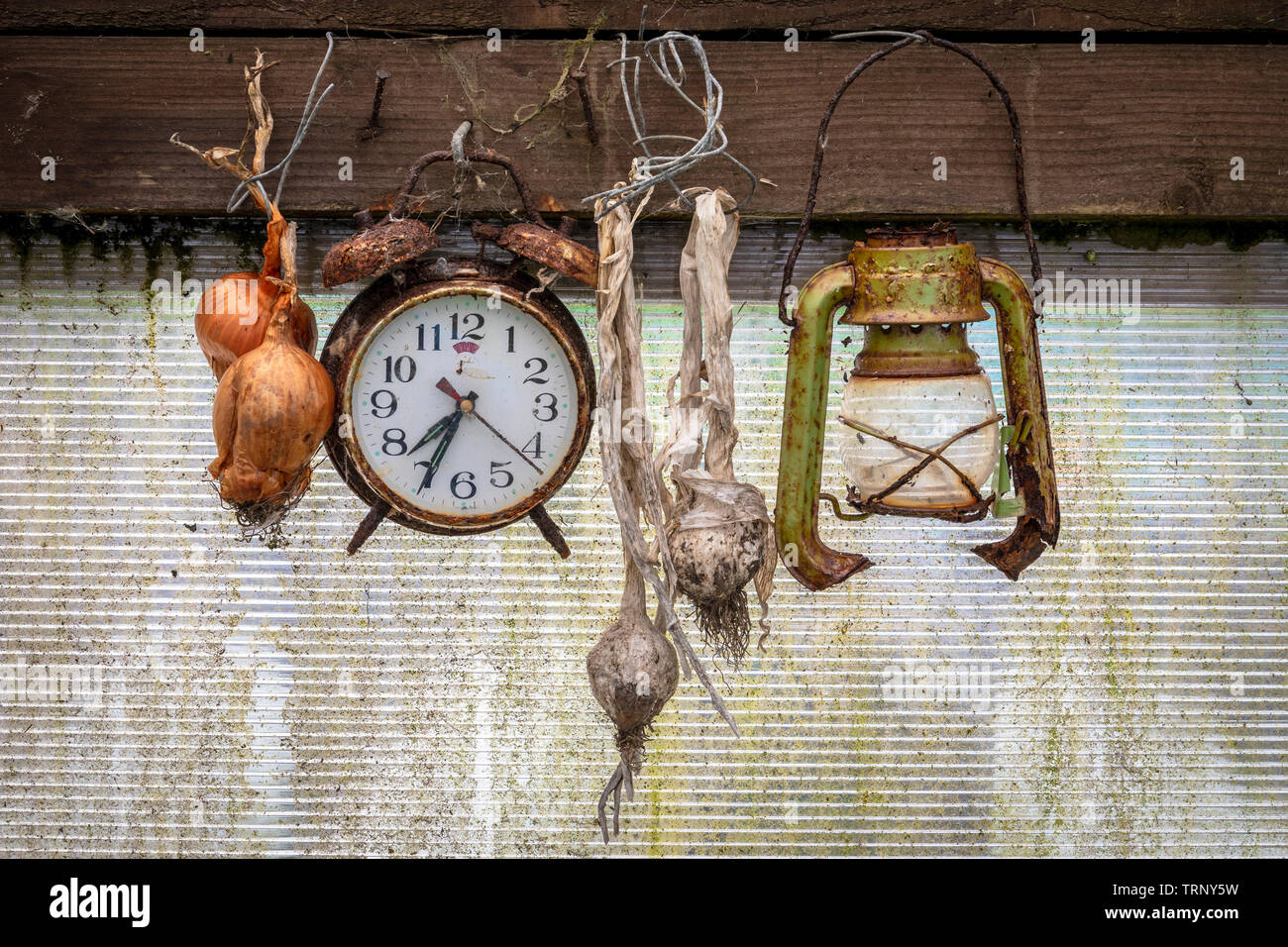 Il vecchio orologio sveglia, arrugginiti e rotture di lanterna e asciugato i chiodi di garofano di aglio e cipolla appeso all'interno di una Tettoia da giardino Foto Stock