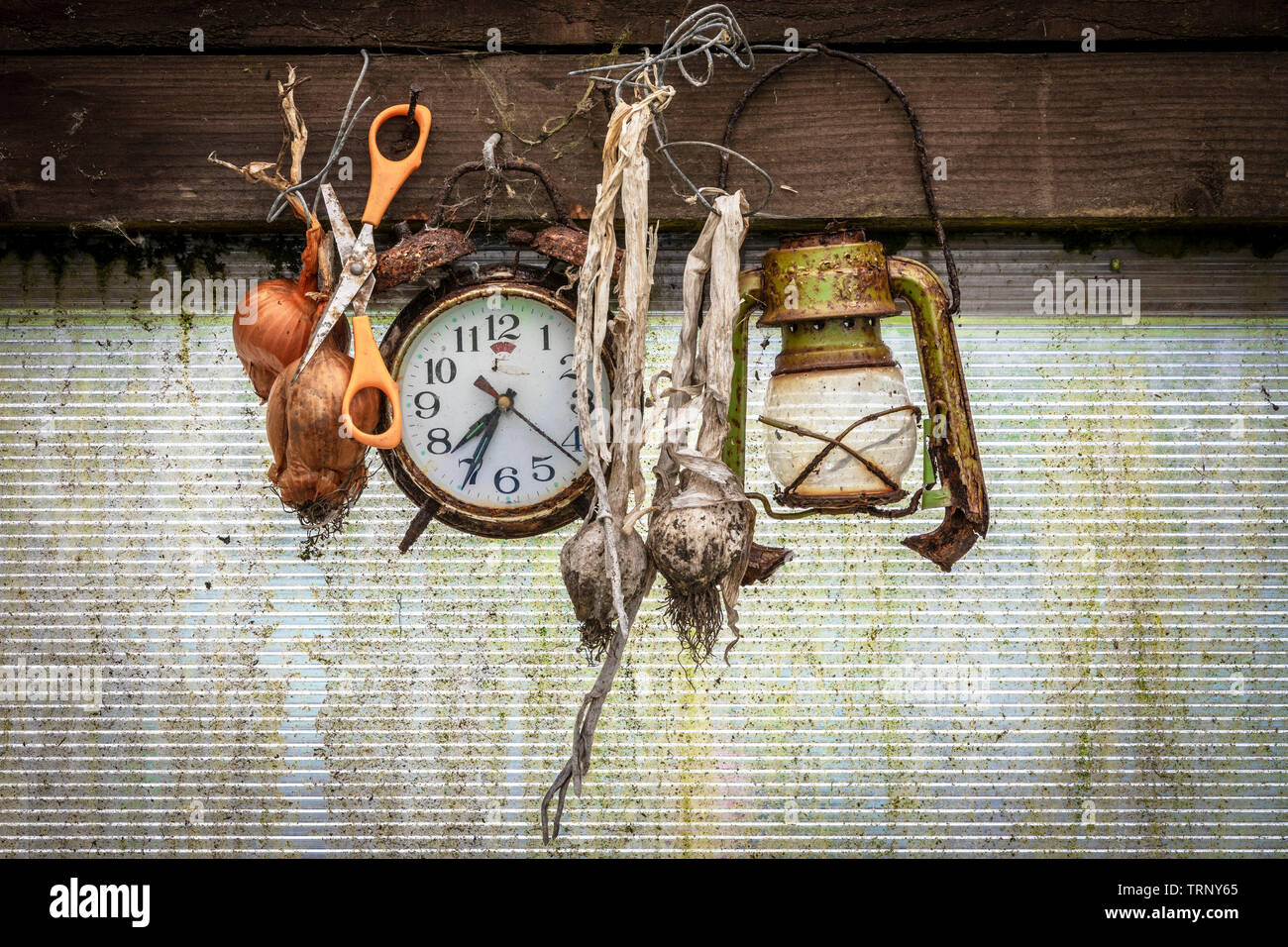 Cipolle secche e aglio, old forbici, un orologio arrugginito e la rottura di una lanterna pende da una barra di legno all'interno di una Tettoia da giardino Foto Stock