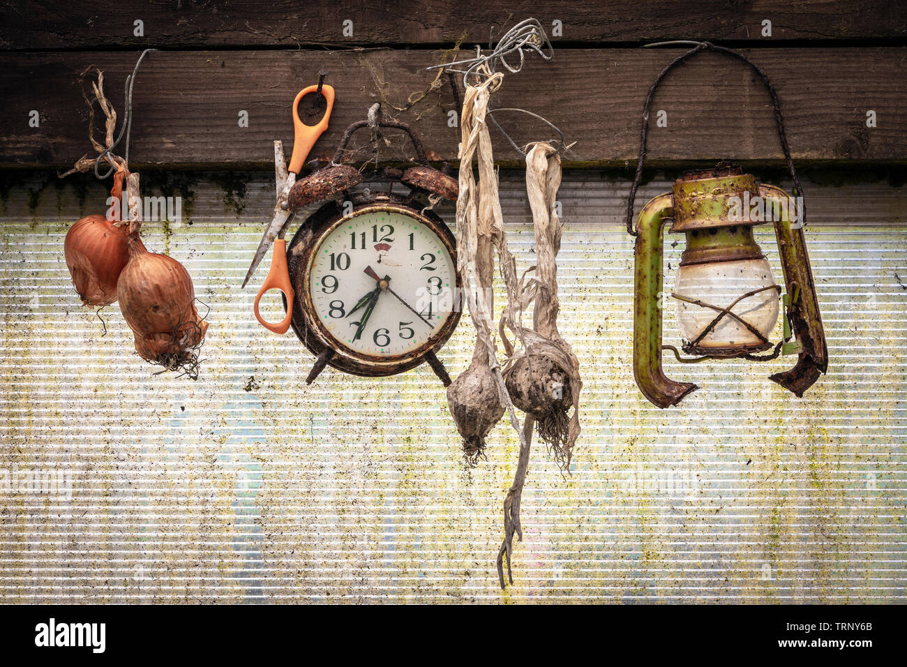 Vecchio orologio, rotte lanterna forbici e cipolle secche e aglio appesi in una Tettoia da giardino Foto Stock