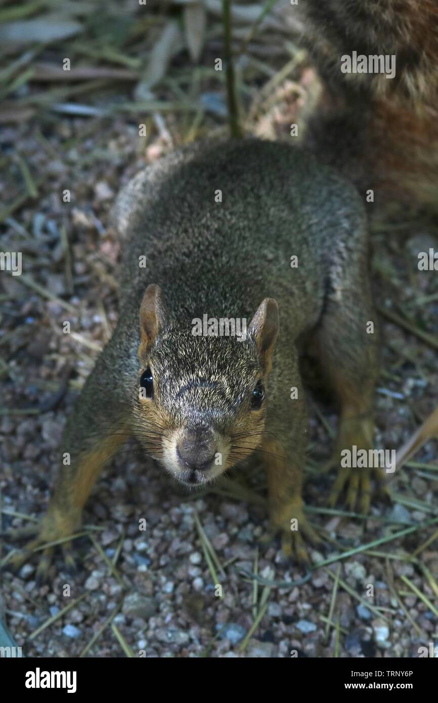 Ritratto di un curioso scoiattolo grigio di avvicinamento e guardando la telecamera Foto Stock