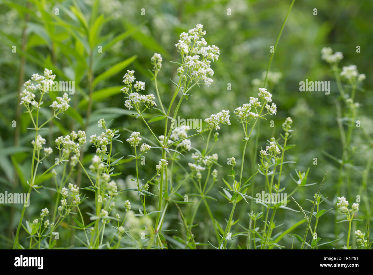 Galium fiori bianchi in foresta Foto Stock