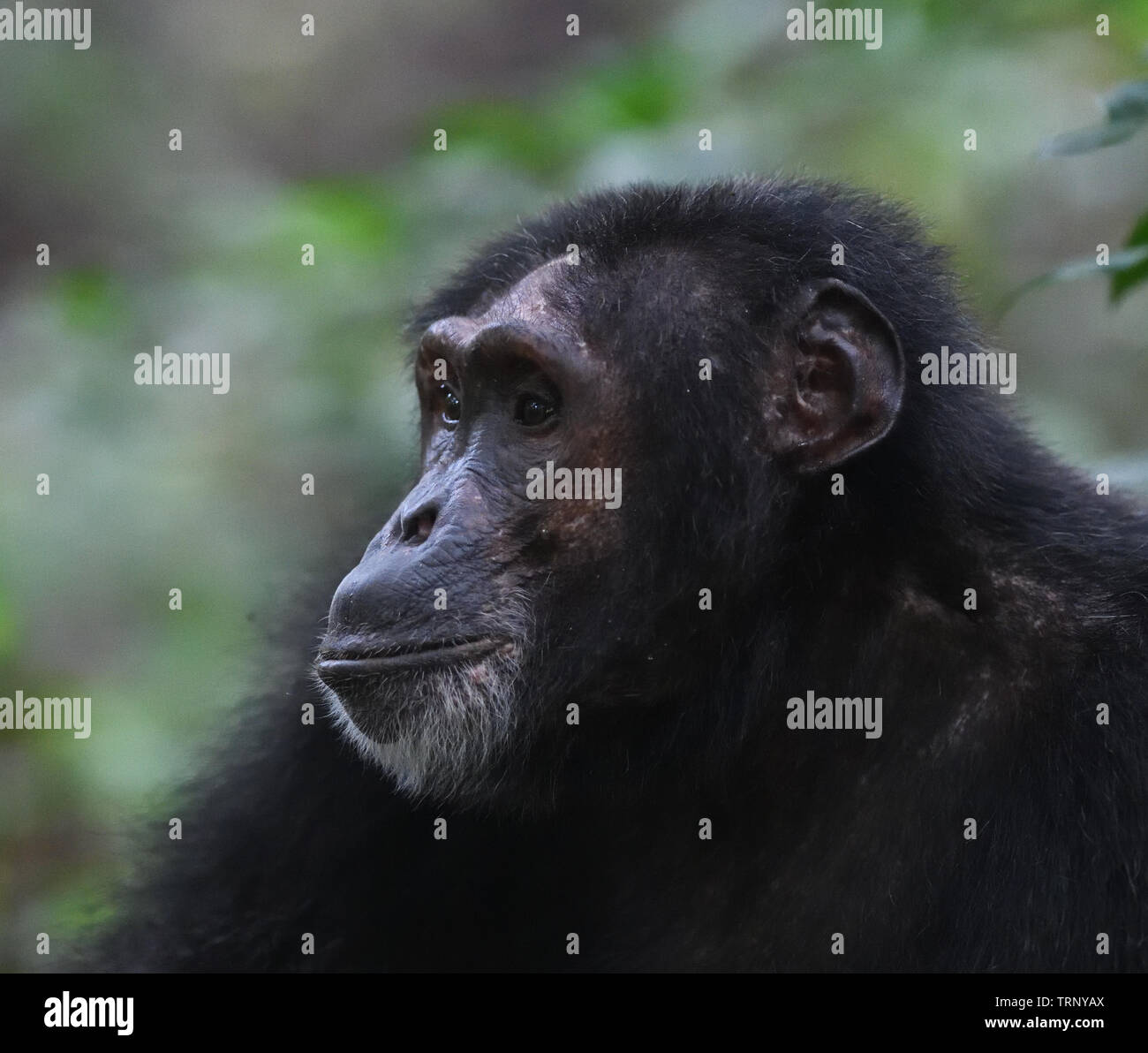 Ritratto di uno scimpanzé comune (Pan troglodytes) rilassante dopo una mattina di foraggio. Foresta di Kibale National Park, Uganda. Foto Stock