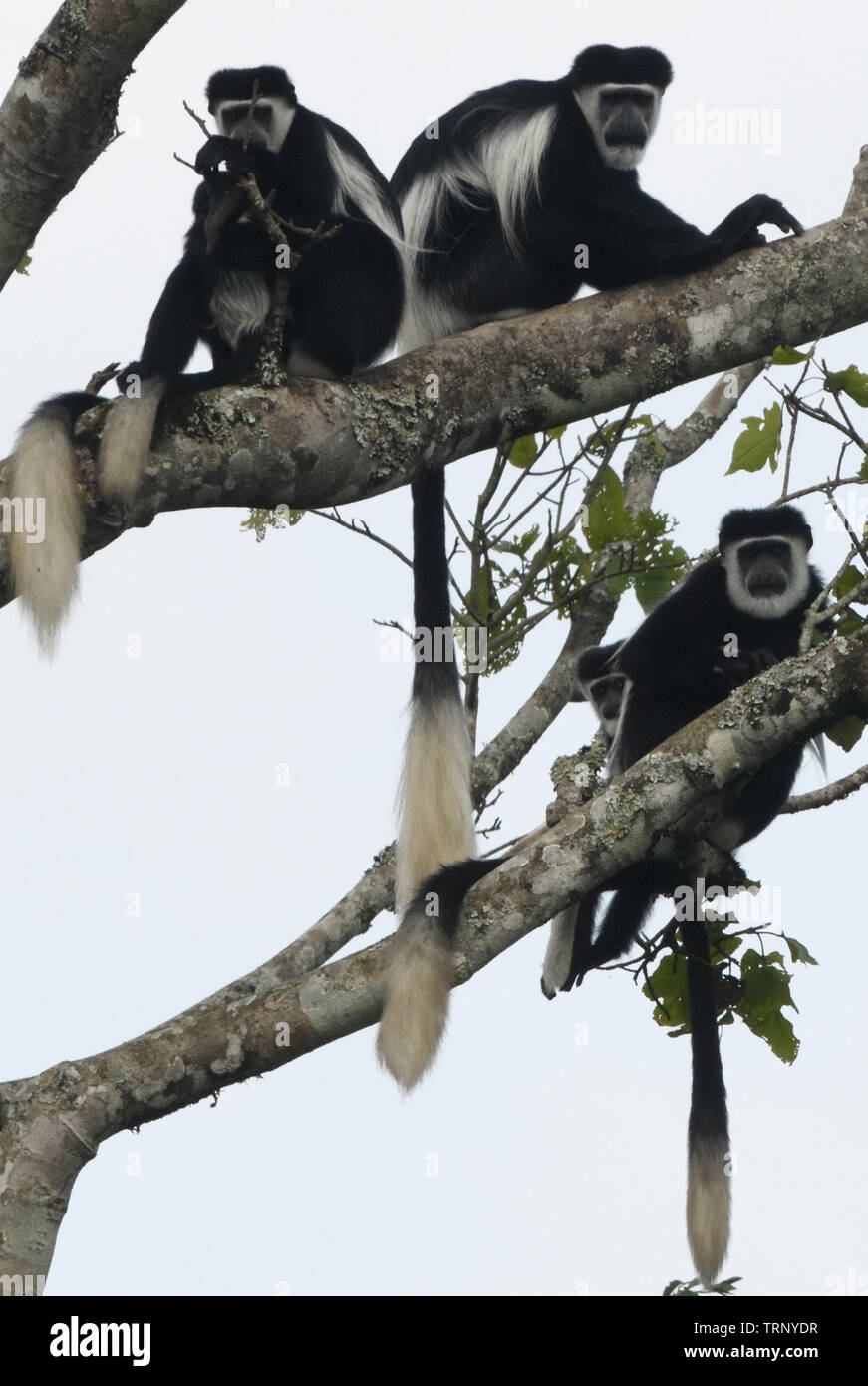 Un gruppo di Black and White Colobus monkeys, mantled (guereza Colobus guereza), poggiano sui rami di alberi durante la loro ricerca di cibo. Kibale Fores Foto Stock