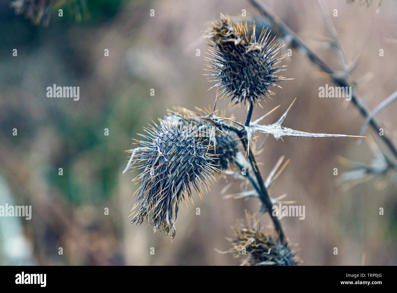 Autunno foto di secco di fiore di cardo Foto Stock