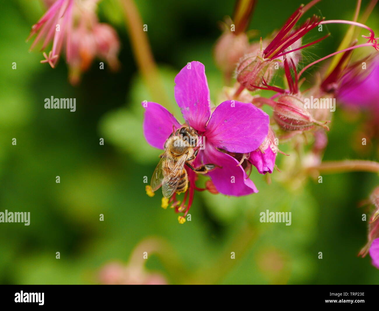 Primo piano di un ape su una rosa geranio (cranesbill) fiore Foto Stock