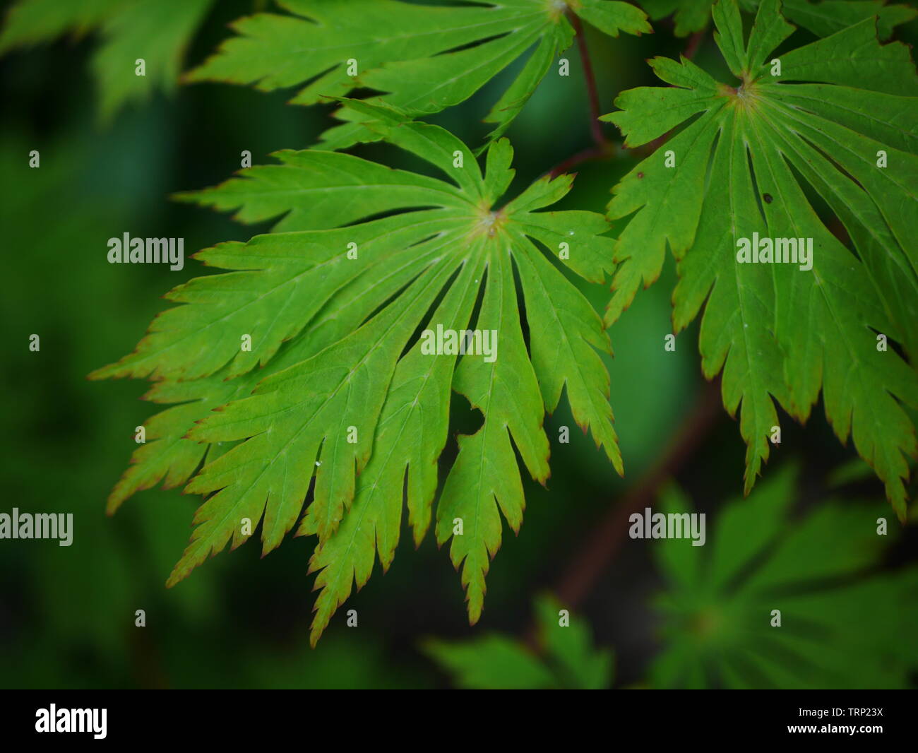 Green acer japonicum aconitifolium (Giapponese luna maple) lascia Foto Stock