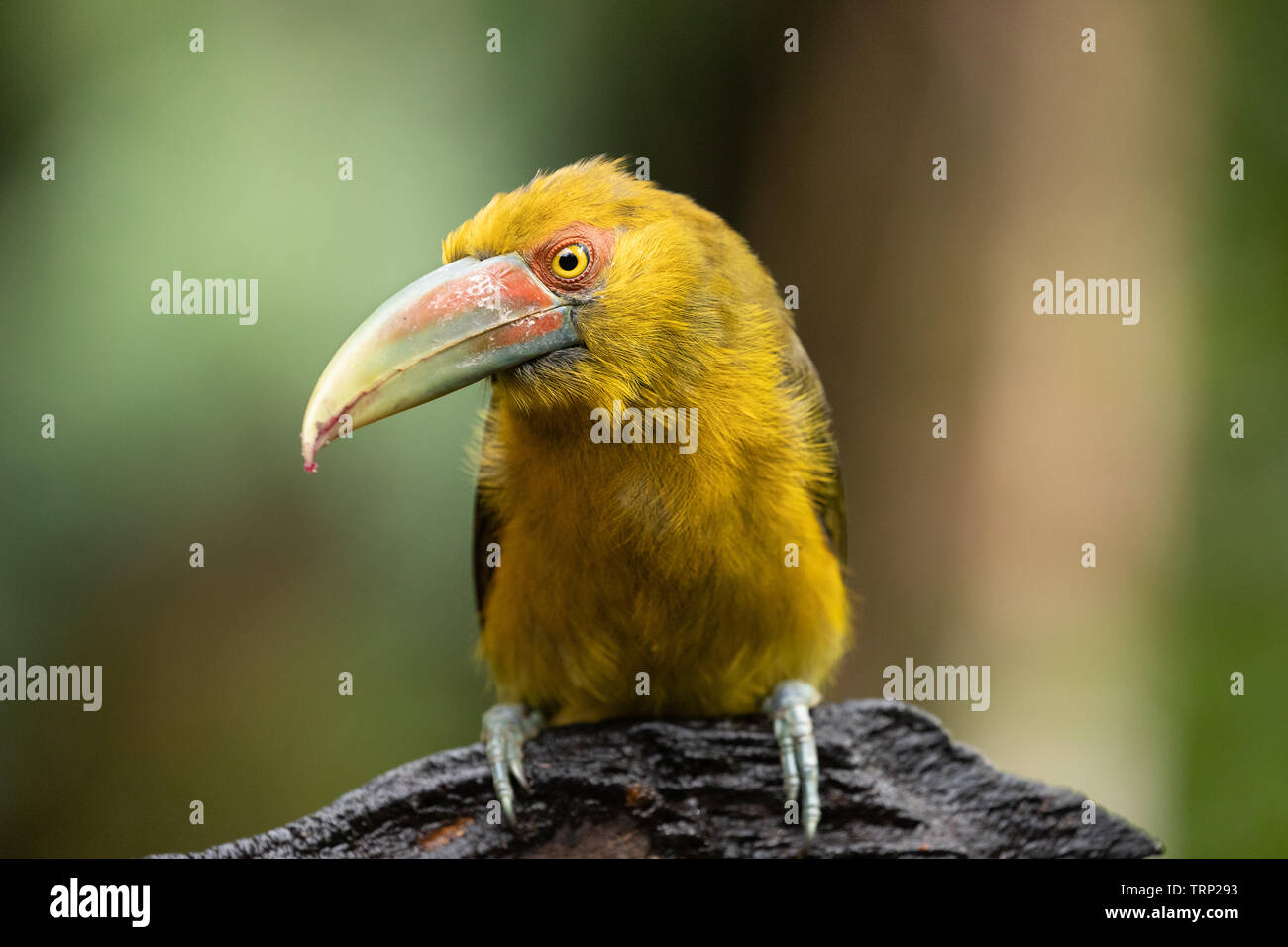 Araçari-banana Foto Stock