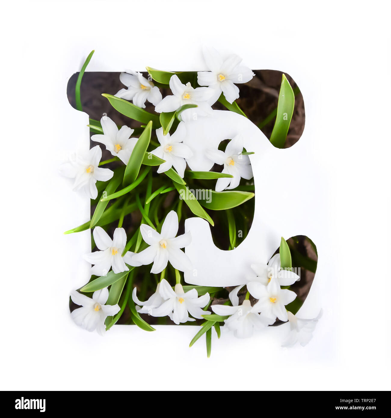 La lettera E dell'alfabeto inglese di piccole dimensioni e di colore bianco fiori chionodoxa Foto Stock