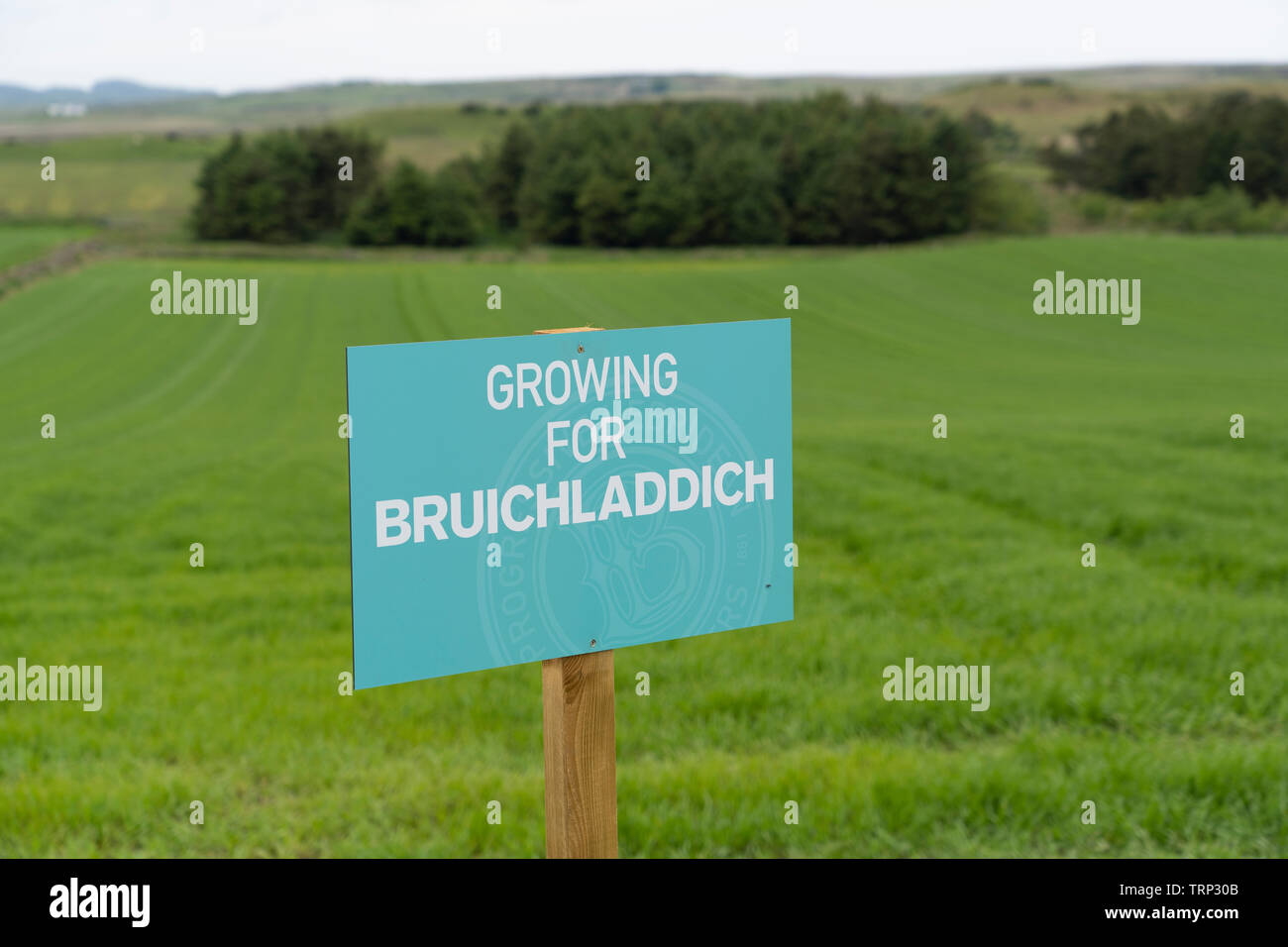 Vista del campo crescente di orzo per Bruichladdich distilleria sull isola di Islay nelle Ebridi Interne della Scozia, Regno Unito Foto Stock