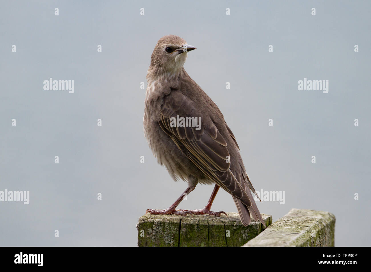 Starling. Lo Sturnus vulgaris. Singolo bambino uccello sulla staccionata in legno post. Germania. Foto Stock