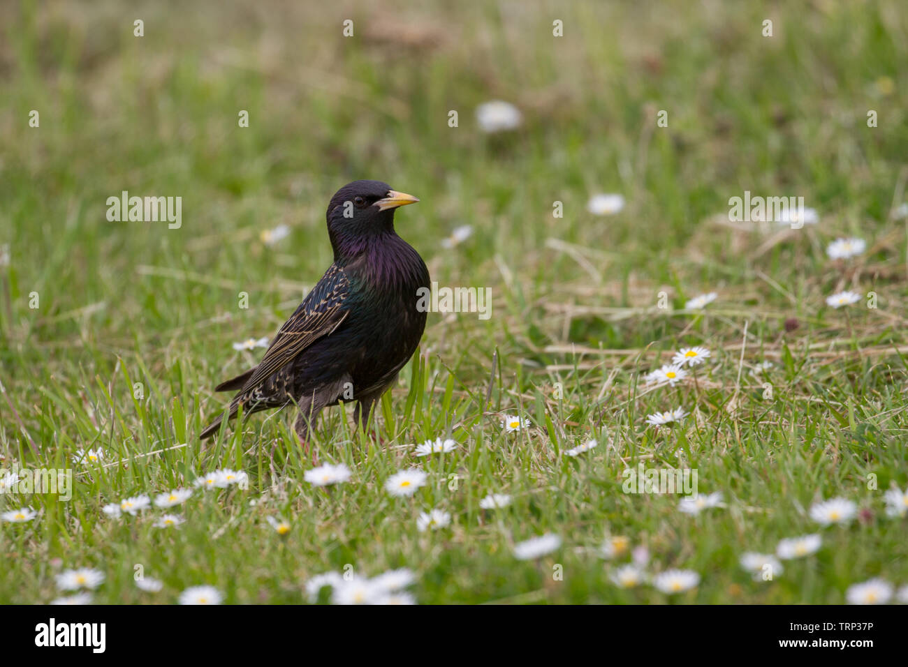 Starling. Lo Sturnus vulgaris. Unico uccello adulto sul prato. Germania. Foto Stock