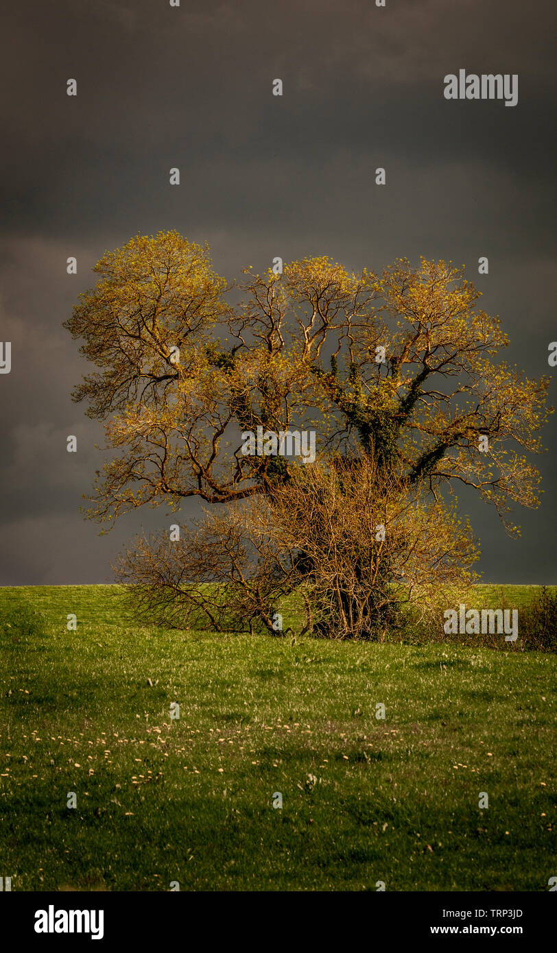 La luce del sole che splende attraverso nuvole temporalesche a Lone Tree. Foto Stock