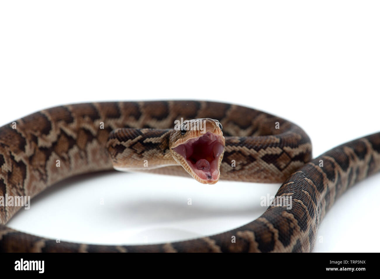 Struttura cubano boa isolati su sfondo bianco Foto Stock