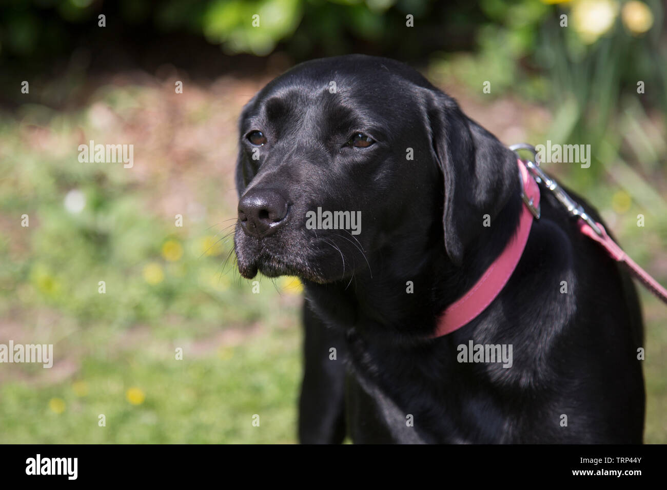 Il labrador nero con un collare rosso e la corrispondenza tra il filo rosso in una giornata di sole, fuori con uno sfondo verde, nero labrador in un parco con piombo su Foto Stock