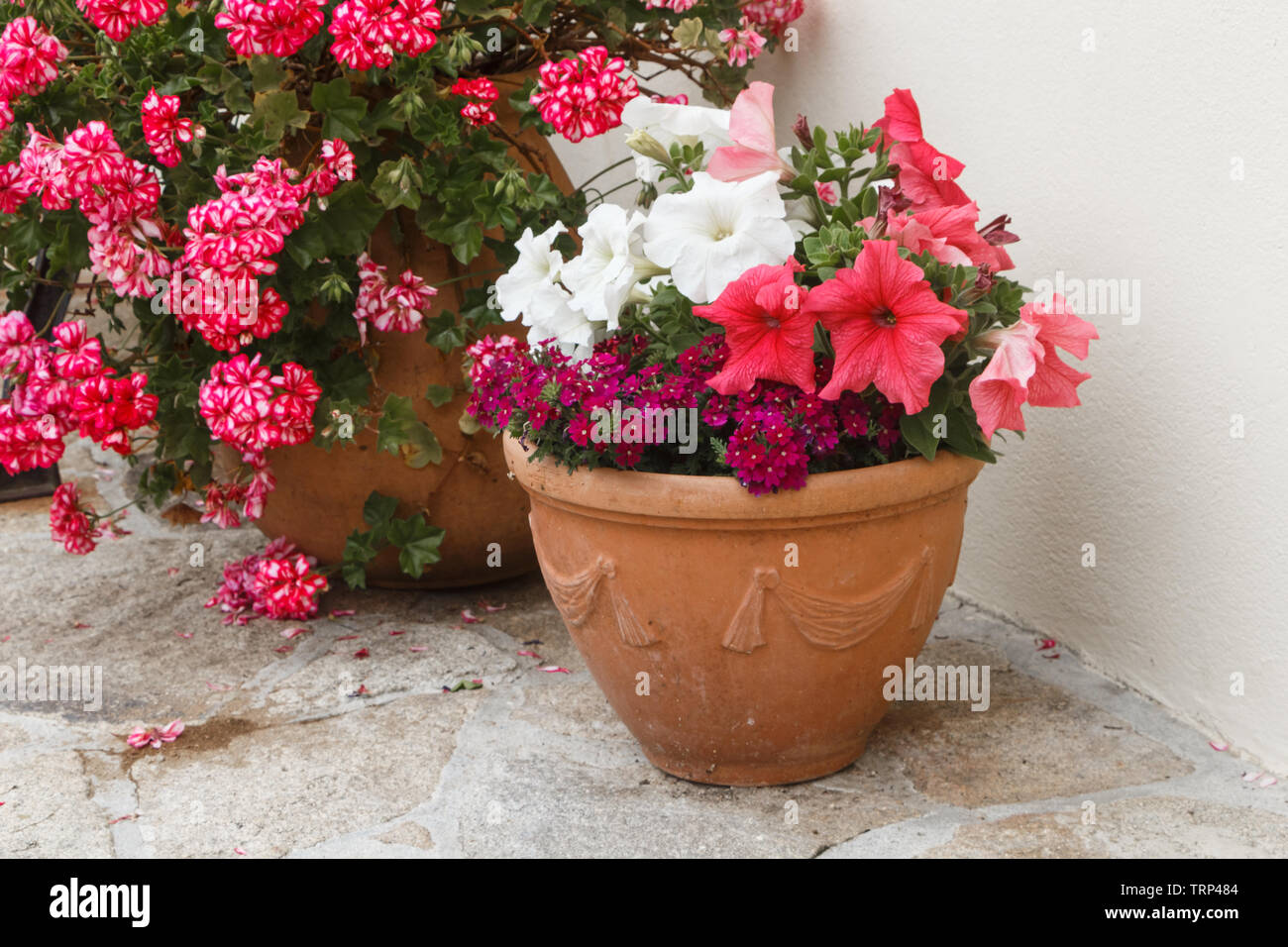 Piantatrice con rosa e bianco fiori di petunia in un giardino durante la primavera Foto Stock