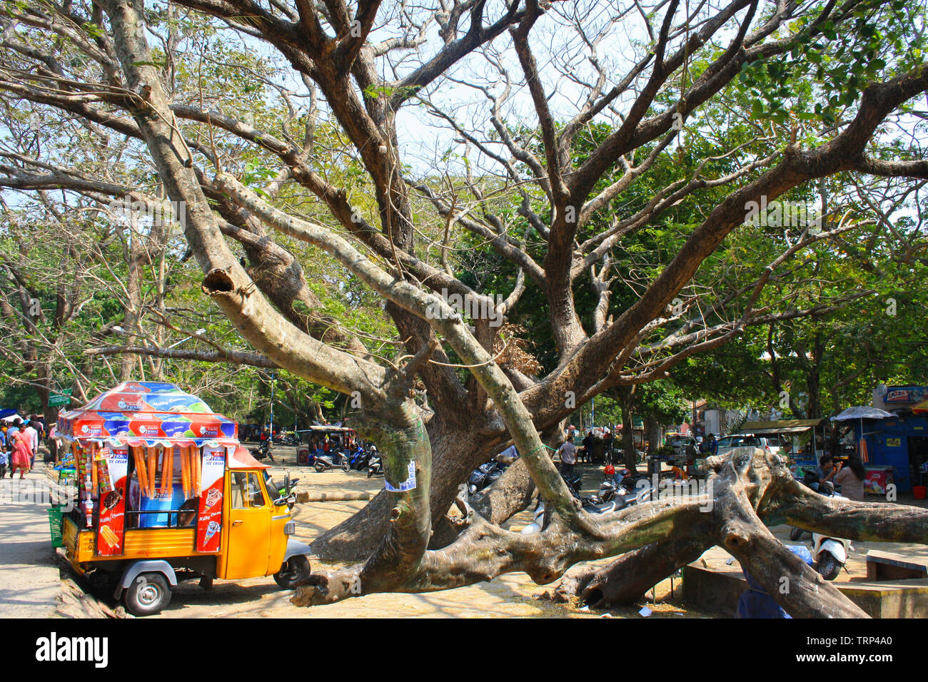 Colorato tuk tuk gelato i furgoni parcheggiati sulla spiaggia al passato turistica di Cochin (Kochi) in India per un fresco rifugio rinfrescante nel calore Foto Stock