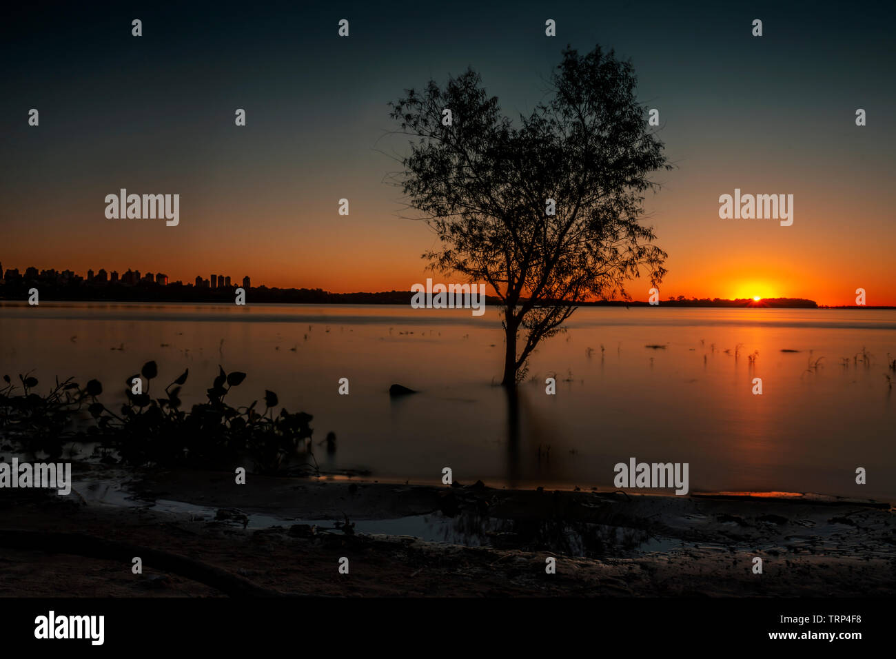 Una lunga esposizione di una a forma di cuore ad albero nel fiume Paraná che mostra l'effetto di acqua come seta Foto Stock