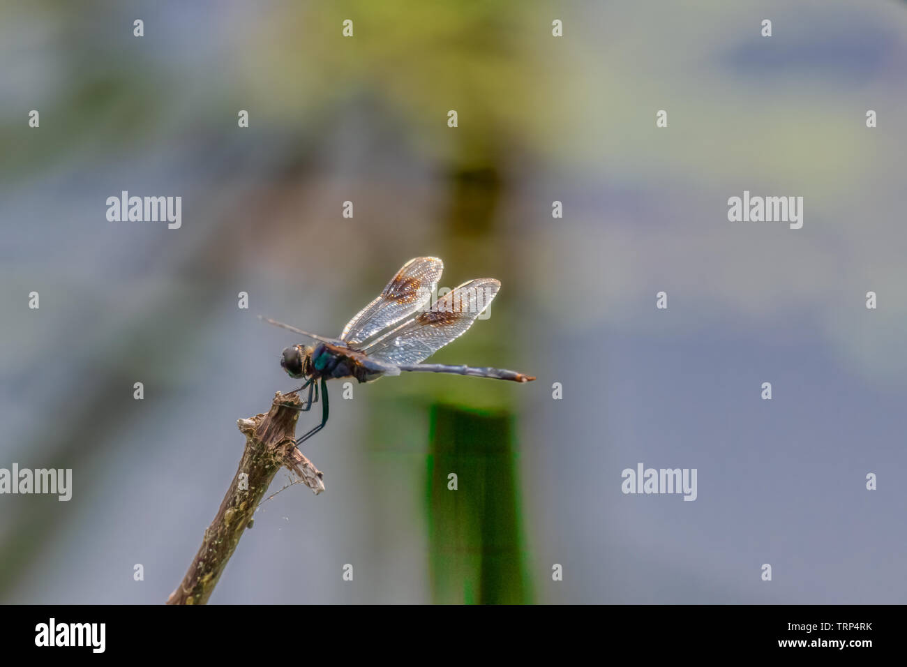 Dragonfly sbarcati sul bastone piccolo al lago gator in st Andrews State Park, Panama City, Florida 06/10/2019 Foto Stock