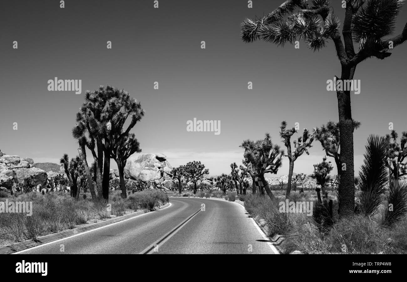 Joshua Tree; Nationalpark,Road,rocce,palm,California; STATI UNITI D'AMERICA, Foto Stock