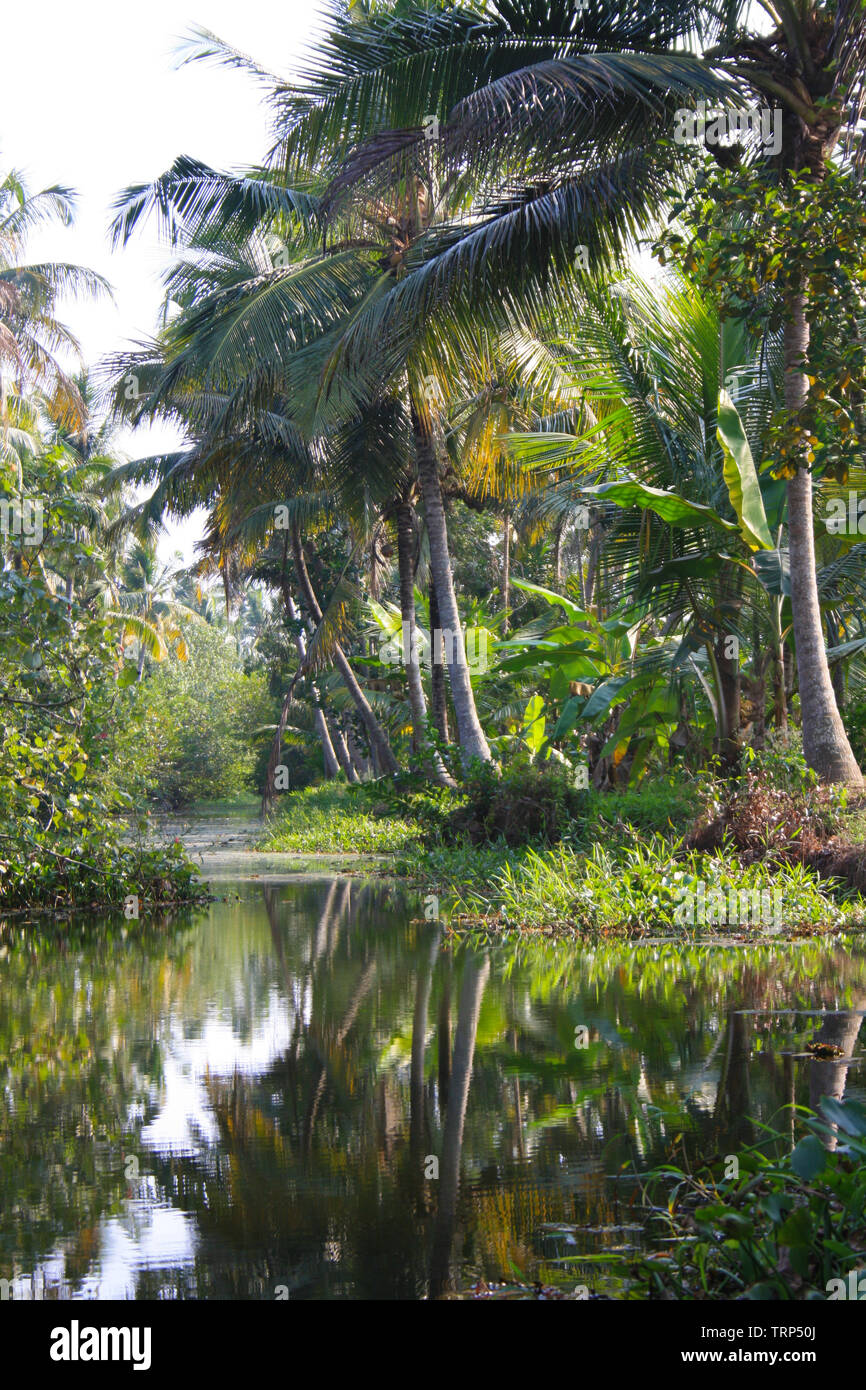 Il Kerala backwaters tour guidato in una canoa di legno con frutti di mare locali festa e appartato nella natura dell India Foto Stock