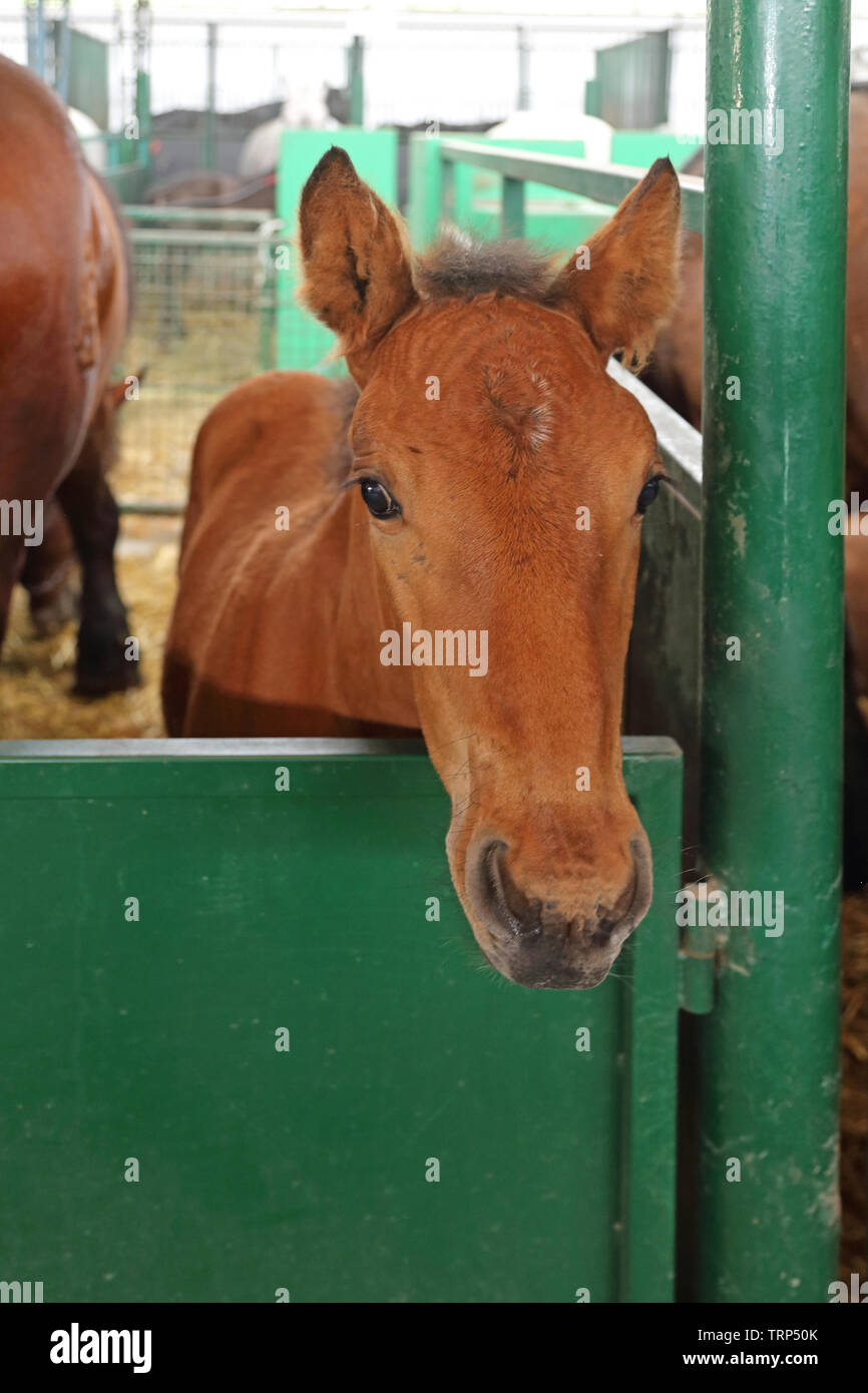 Puledro neonato cavallo in una scatola in stallo all'interno di uno stabile Foto Stock